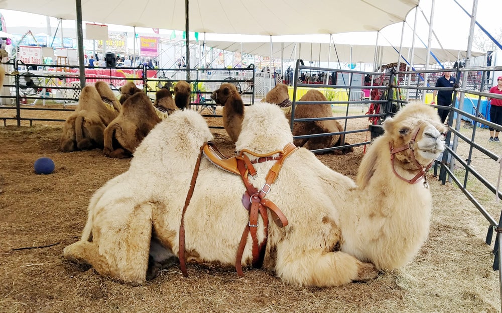 Camel Rides.jpg