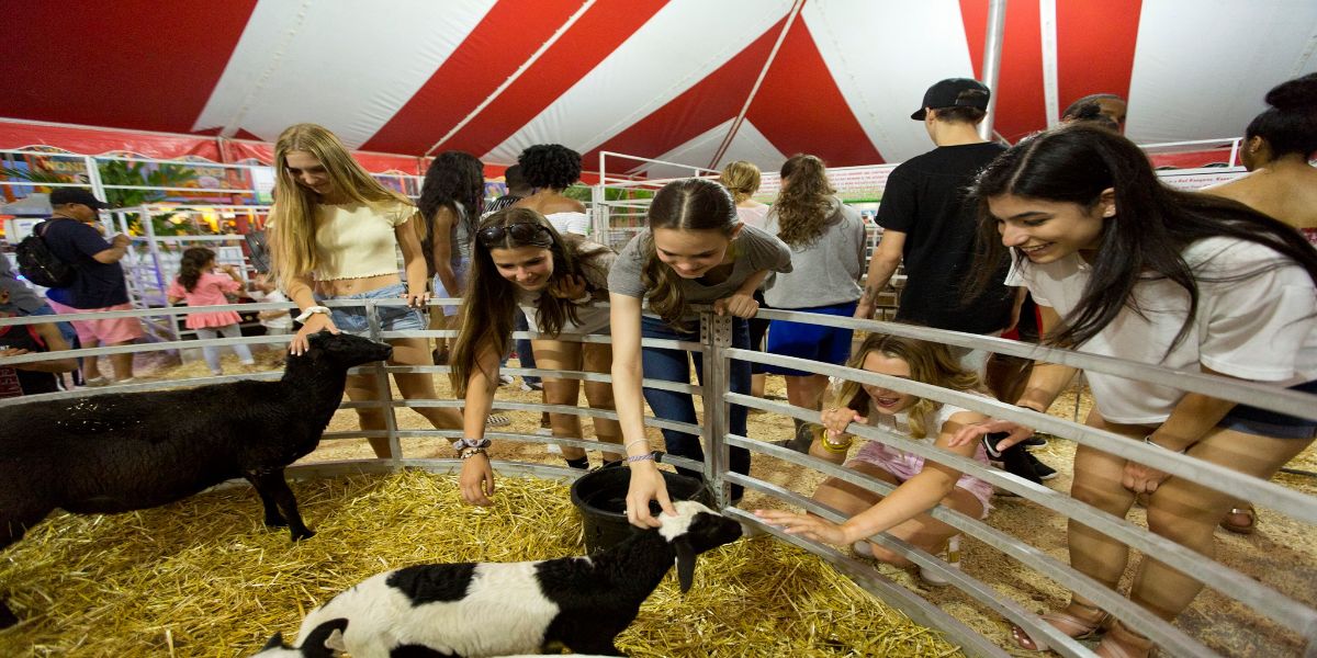 Petting Zoo Image