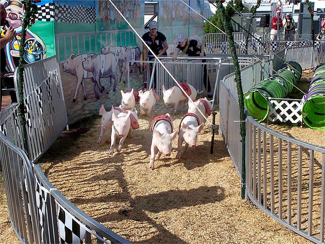 Racing pigs.jpg