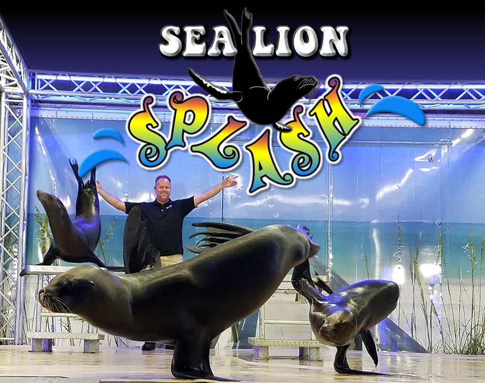 Sea lion Splash.jpg